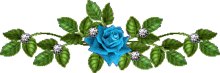 голубая роза