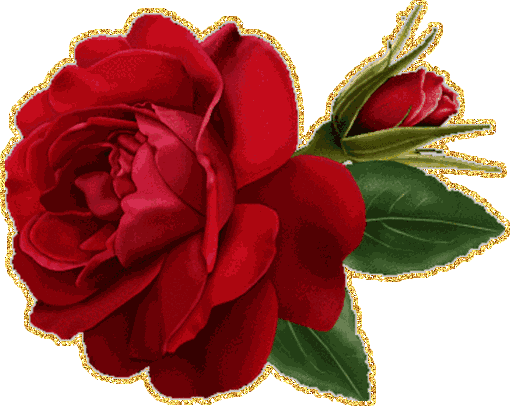 бутон красной розы