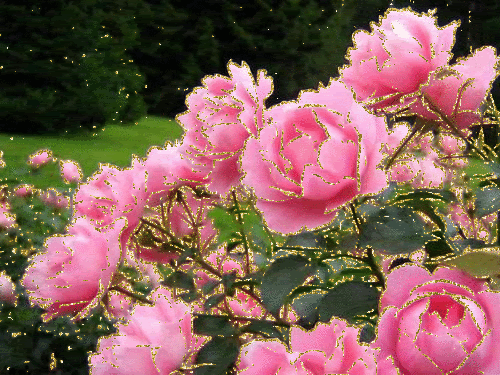 цветущий розарий