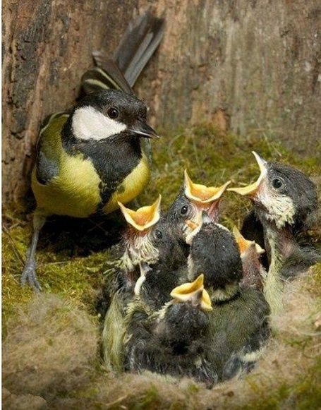 Птичье семейство