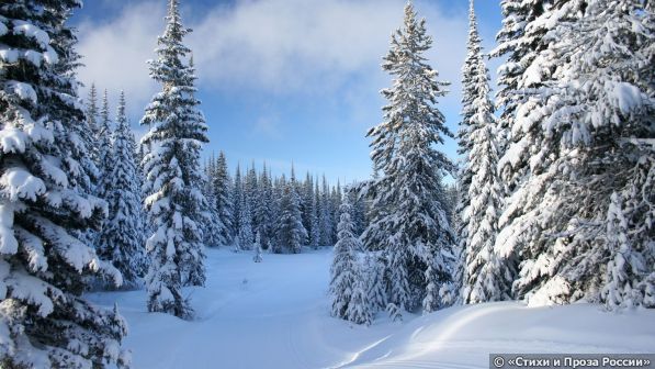    Winter Forest Best Hd wallpapers, foto, picture,1600x900,       ,     ,   ,      12.jpg