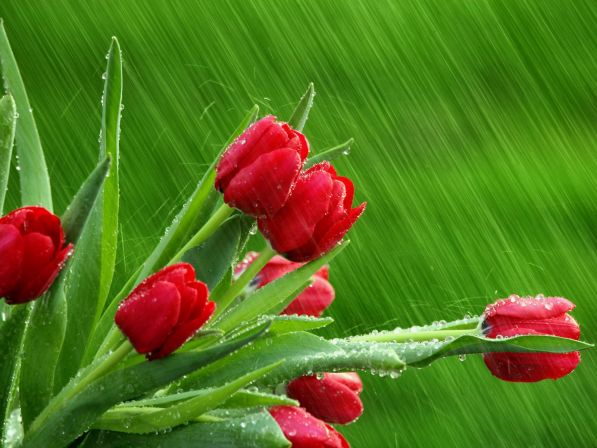 red-tulips-in-the-rain.jpg