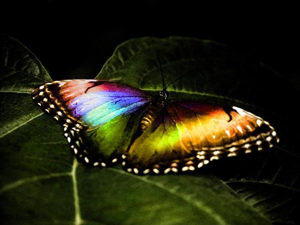 butterfly-025.jpg