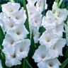 Gladiolus-White-Prosperity-