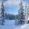    Winter Forest Best Hd wallpapers, foto, picture,1600x900,       ,     ,   ,      12.jpg