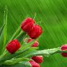 red-tulips-in-the-rain.jpg