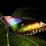 butterfly-025.jpg