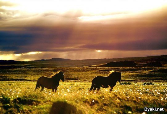 _flickr-photo-download-sunrayhorses.jpg