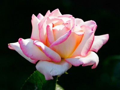 pink-rose-e1259102593179.jpg