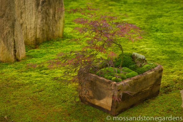 Box-Moss-Dish-Garden.jpg