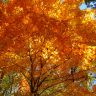 fall-orange-maple-tree.jpg